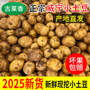 贵州威宁农家自种黄心小土豆威宁本地洋芋高山土豆新鲜现挖马铃薯