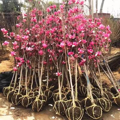 玉兰树苗大型庭院树木盆地栽绿化风景耐寒南北方红白黄紫粉玉兰花