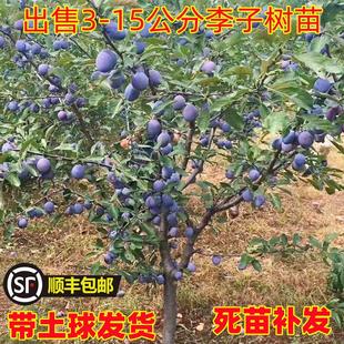 西梅树树苗特大蓝蜜法兰西带土南北方庭院阳台种植当年结果果树苗