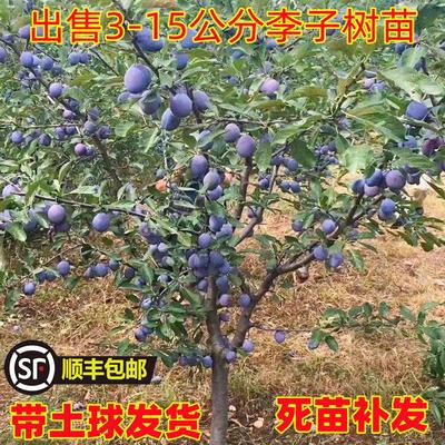 西梅树苗蓝蜜法兰西带土当年结果