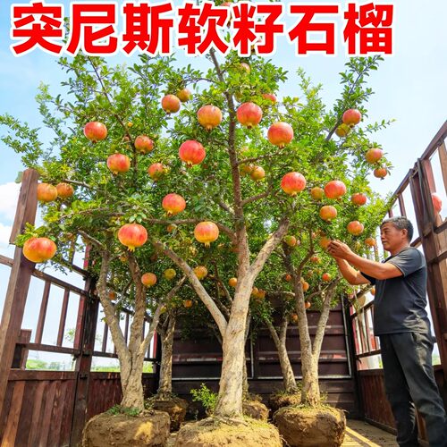 石榴树苗突尼斯软籽盆栽庭