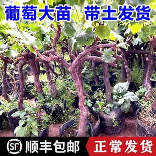 特大葡萄树果苖带土球巨峰阳光玫瑰庭院盆栽地栽南北方种植葡萄苗