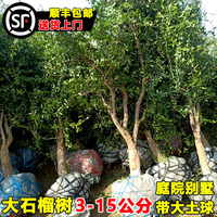 石榴樹(shù)苗突尼斯軟籽帶土當(dāng)年結(jié)果