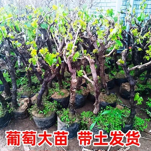特大葡萄树苗带土阳光玫瑰蓝宝石巨峰盆地栽南北方种植无籽葡萄苗