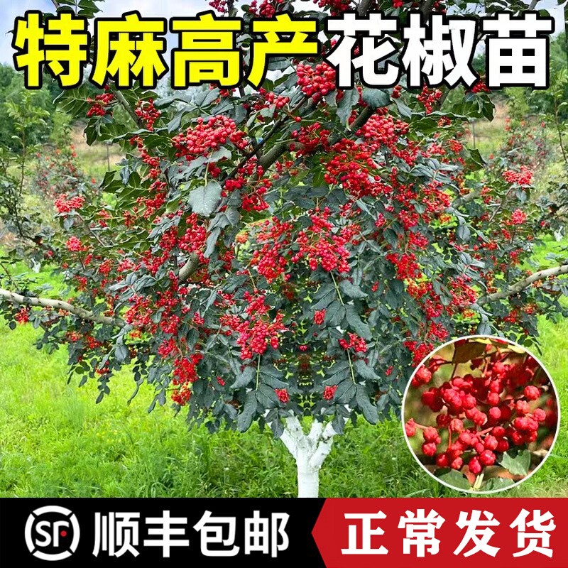 花椒大树苗食用大红袍青花椒树苗篱笆当年结果南北方种植庭院果树