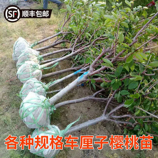 正宗车厘子树苗带土球特大樱桃树盆栽地栽南北方四季种植庭院果树