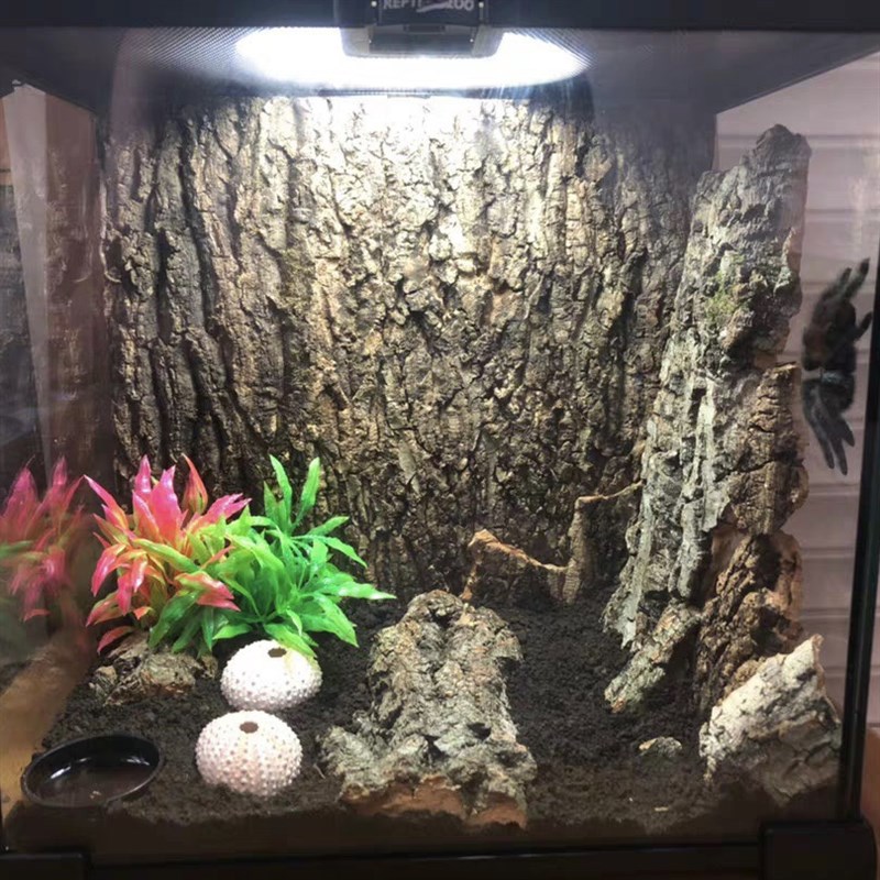 爬宠真树皮软木树皮香槟树皮玻璃缸造景绿植墙装饰水族装饰树皮