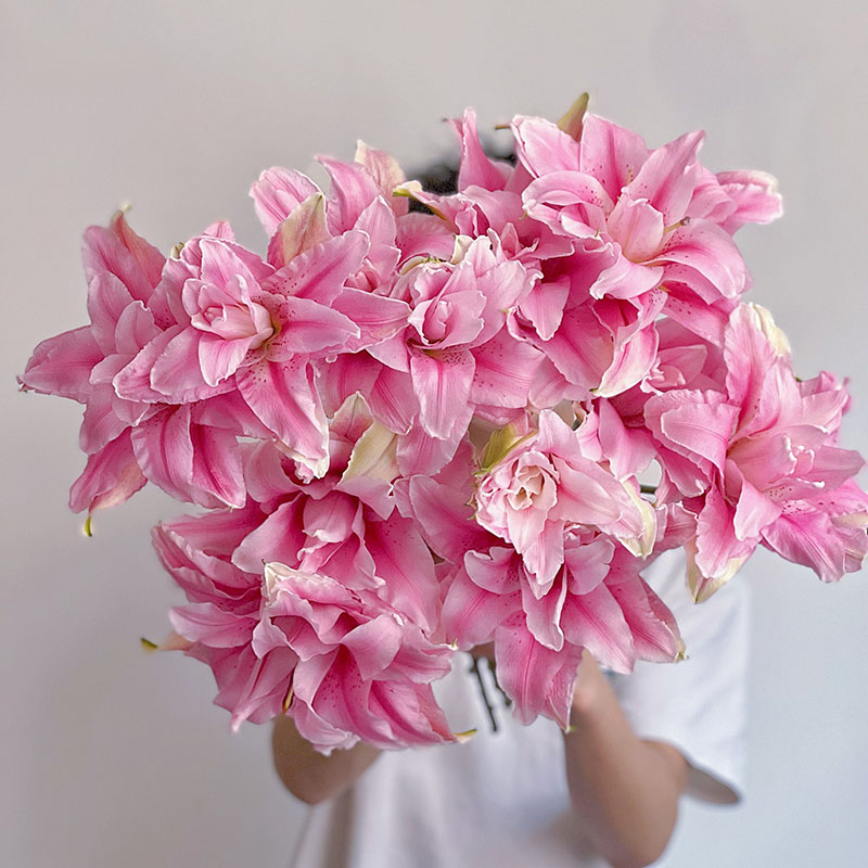 大花瓣粉色女王重瓣百合花鲜花家居办公插花水养云南直发节日送花