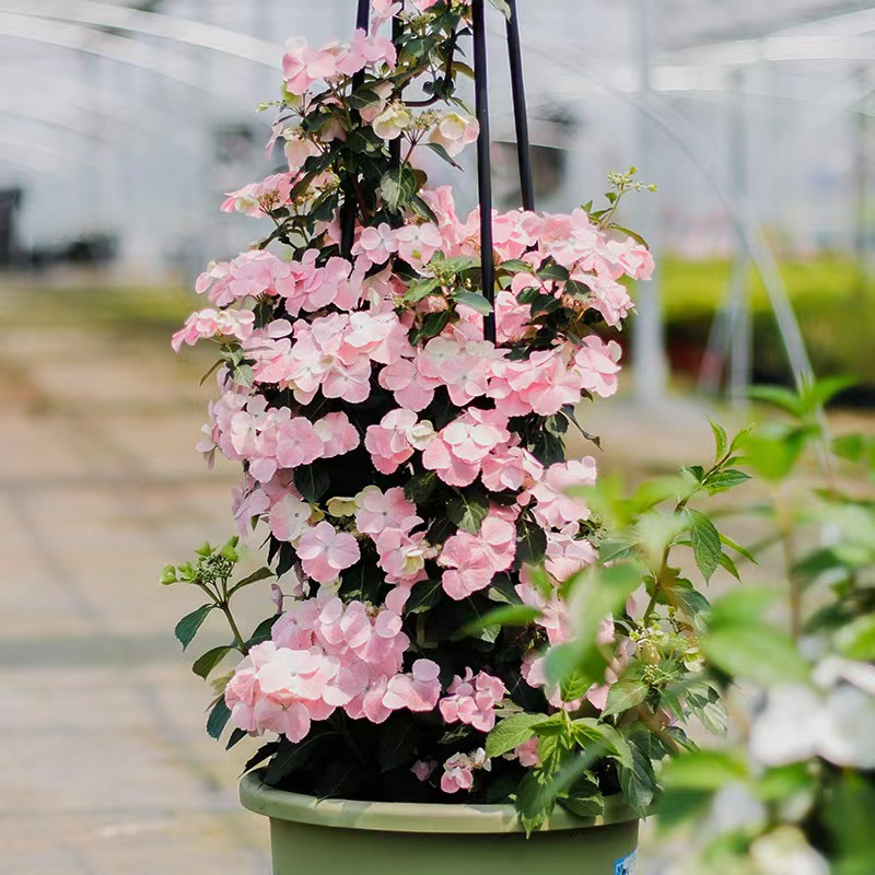 粉色落跑新娘绣球花盆栽阳台庭院地栽耐寒耐热多年生好养带花发货