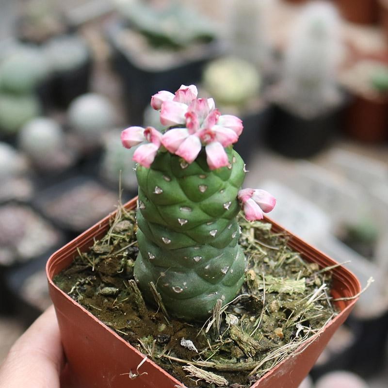 将军阁大戟科多肉植物稀有开花美观好养易度夏阳台庭院观赏小盆栽