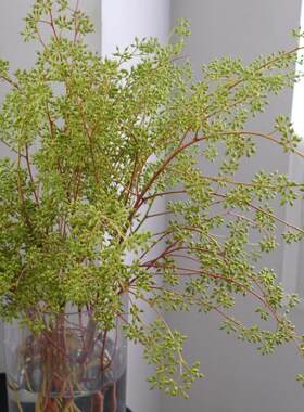 小米果木本类可做花期长干花