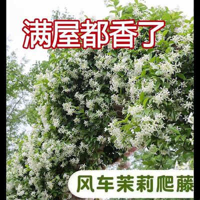 风车茉莉盆栽懒好养络石藤垂丝爬藤花卉耐寒阳台庭院植物四季开花