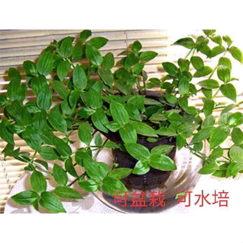 青白玉吊兰花叶吊竹梅阳台庭院盆栽观叶垂吊植物耐旱小绿植枝条苗图片