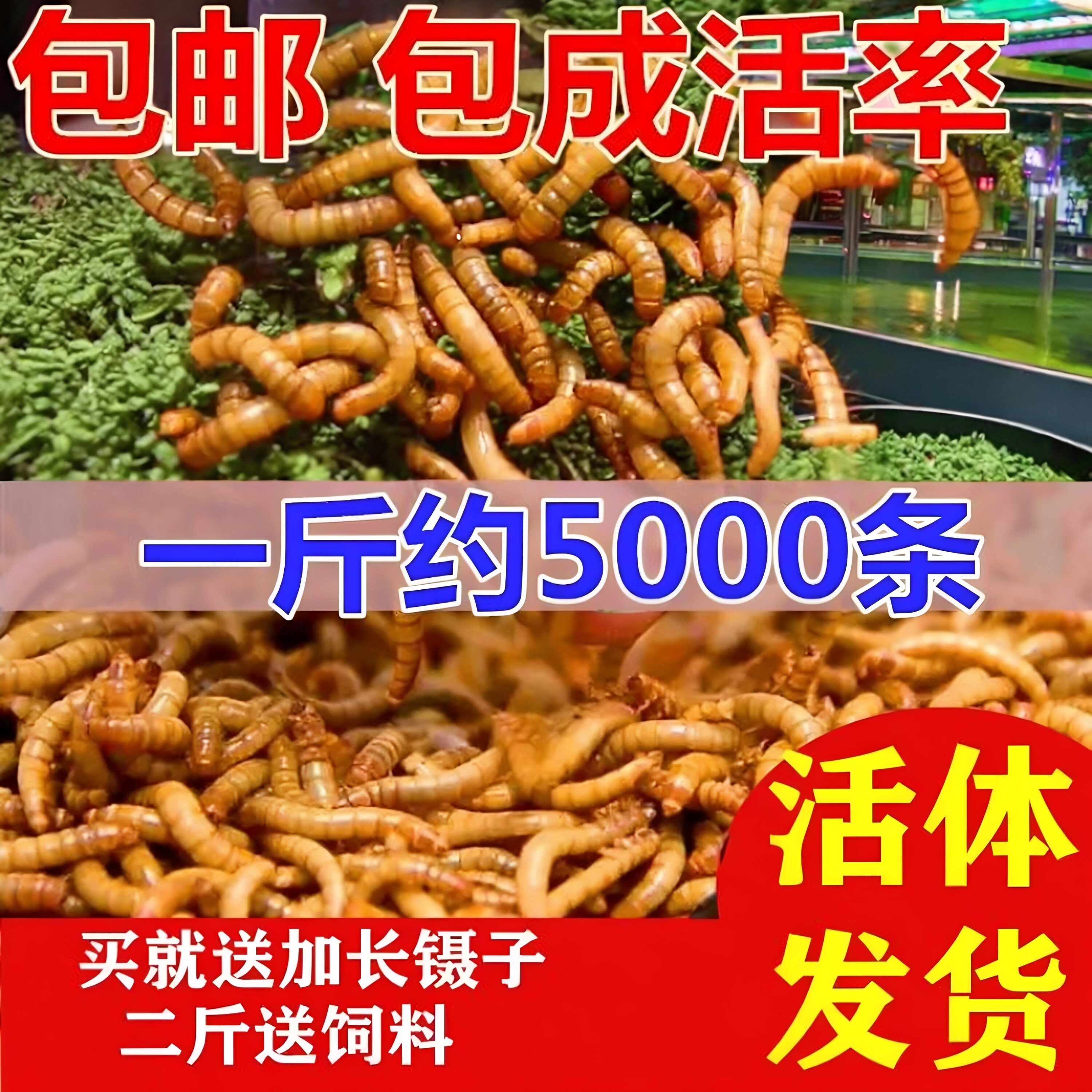 面包虫活体 黄粉虫活虫 鹦鹉鱼 金龙鱼 乌龟 画眉鸟石蛙饲料包邮