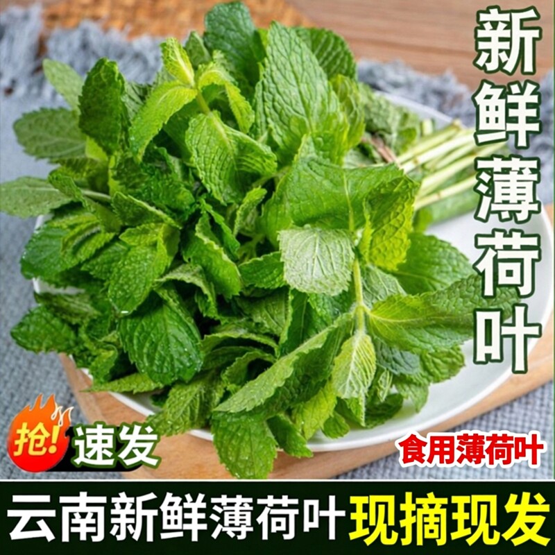 云南高山现摘薄荷叶新鲜蔬菜食用香料烘焙点缀调酒装饰茶饮料冲饮
