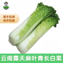 顺丰包邮 云南高山麻叶青大白菜长新鲜蔬菜天津绿青口白9斤包邮