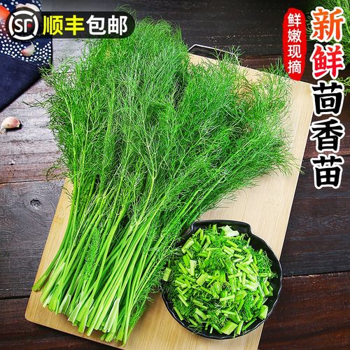 云南新鲜小茴香苗嫩苗