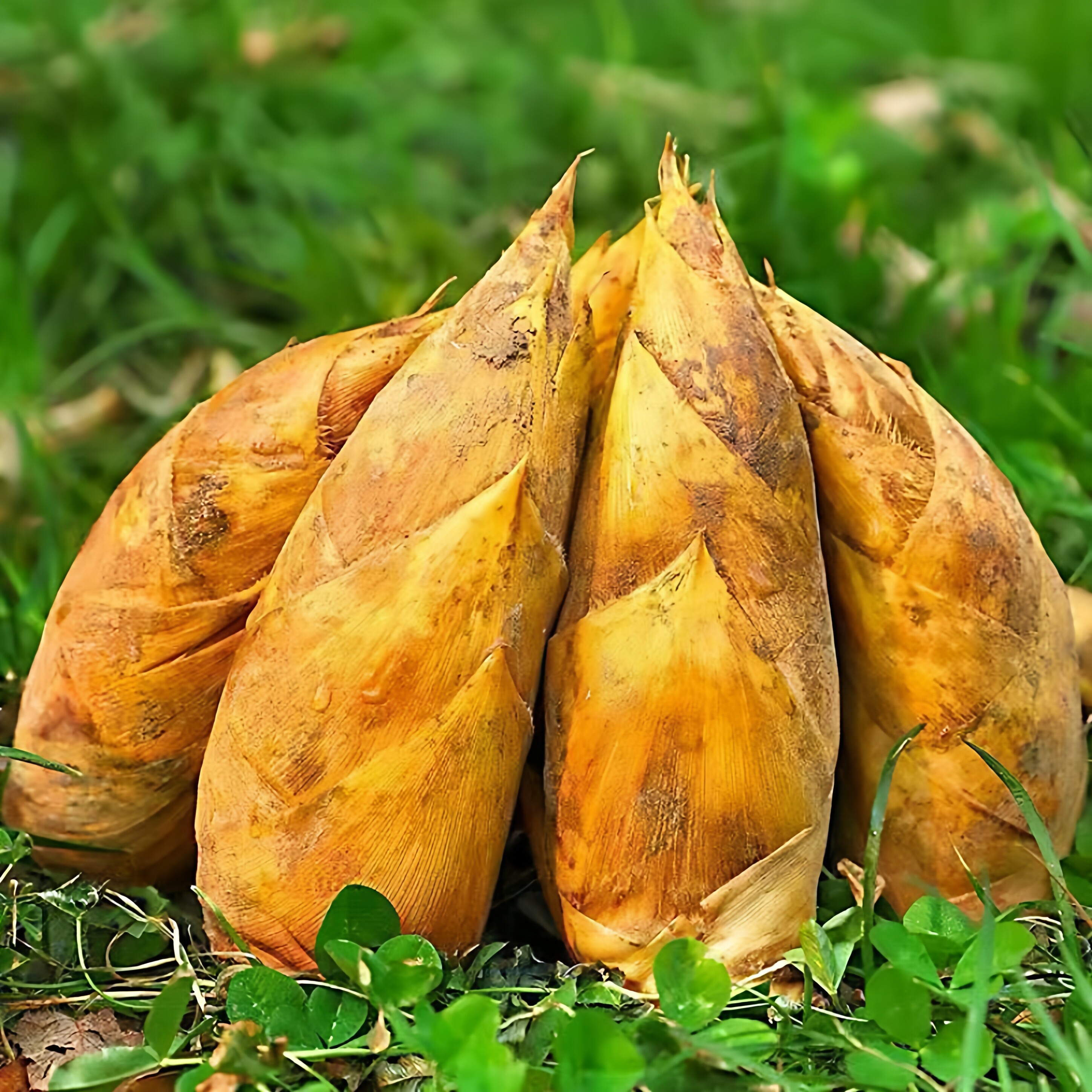 冬笋新鲜现挖野生当季蔬菜5斤10湖南浙江西临安竹笋新鲜嫩笋尖大