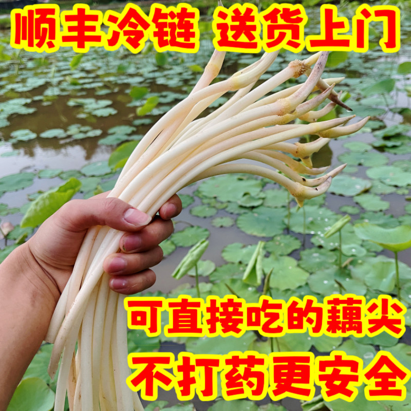新鲜藕带藕尖现摘湖南当季生鲜蔬菜农家自产现挖莲蓬莲子的莲耦根