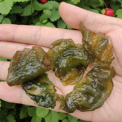 【纯天然野菜】雷公菌地皮菜丝滑