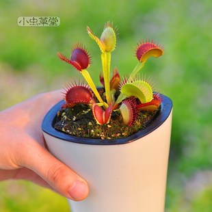 食虫植物盆栽储水盆小虫草堂捕蝇草猪笼草瓶子草茅膏菜儿童礼物