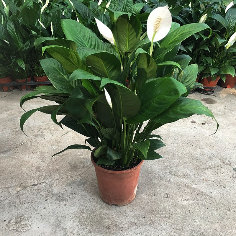 白掌一帆风顺盆栽土培植物办公室内花卉好水养的绿植带花四季开花