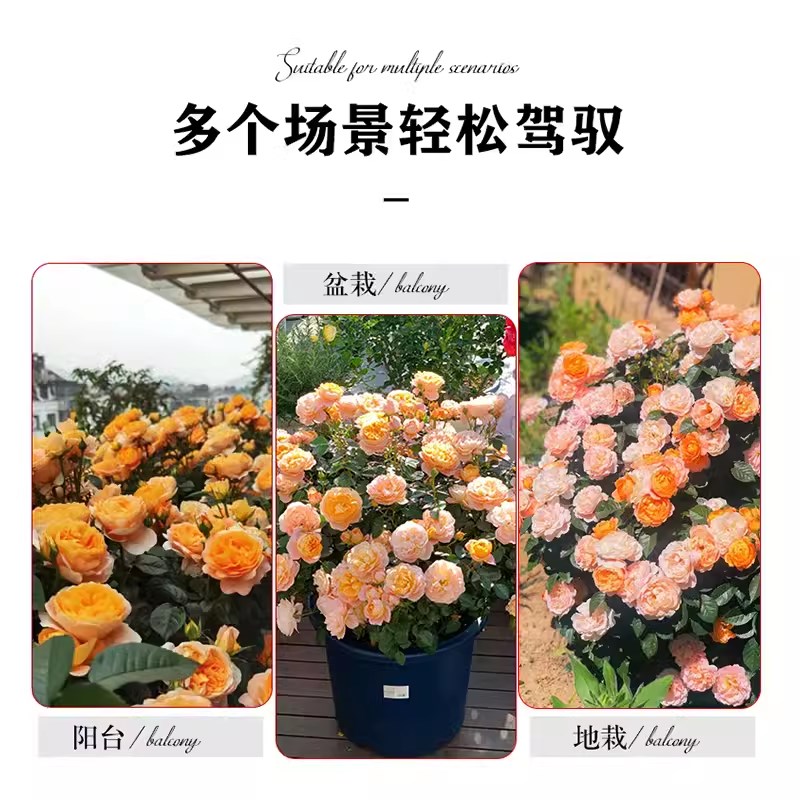 果汁阳台月季盆栽大苗玫瑰花苗四季开花带花苞黄红小苗 四季灌木