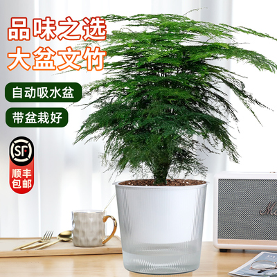 文竹盆栽植物室内客厅大盆盆景好养绿植办公室书房摆件水培花卉