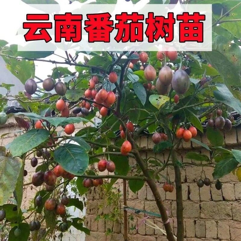 老种大树番茄树苗甜脆水果树苗盆栽地栽南北方庭院当年结果