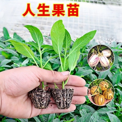 人参果苗盆栽人生果树苗仙桃长寿果苗水果苗人参果树果苗当年结果