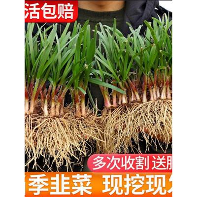 红根韭菜种籽大全小叶紫