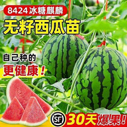 8424西瓜苗秧盆栽麒麟大