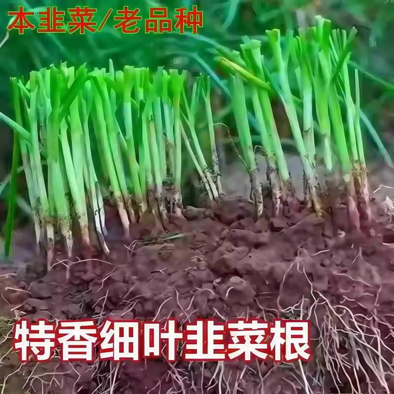农家小叶韭菜根苗四季九菜老品种紫红根细叶笨韭菜苗本地土韭菜根