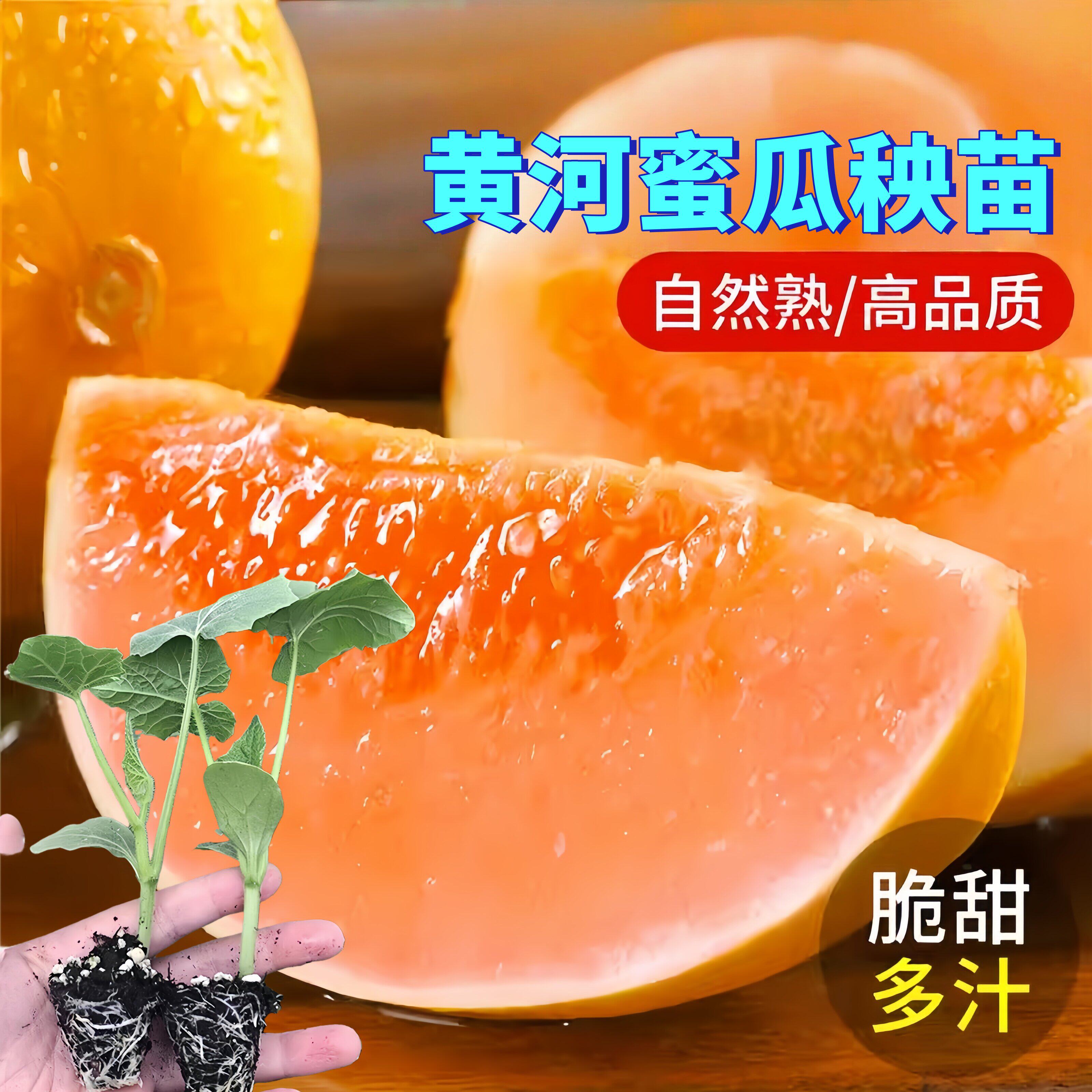 黄河蜜瓜秧苗阳台绿宝石图片