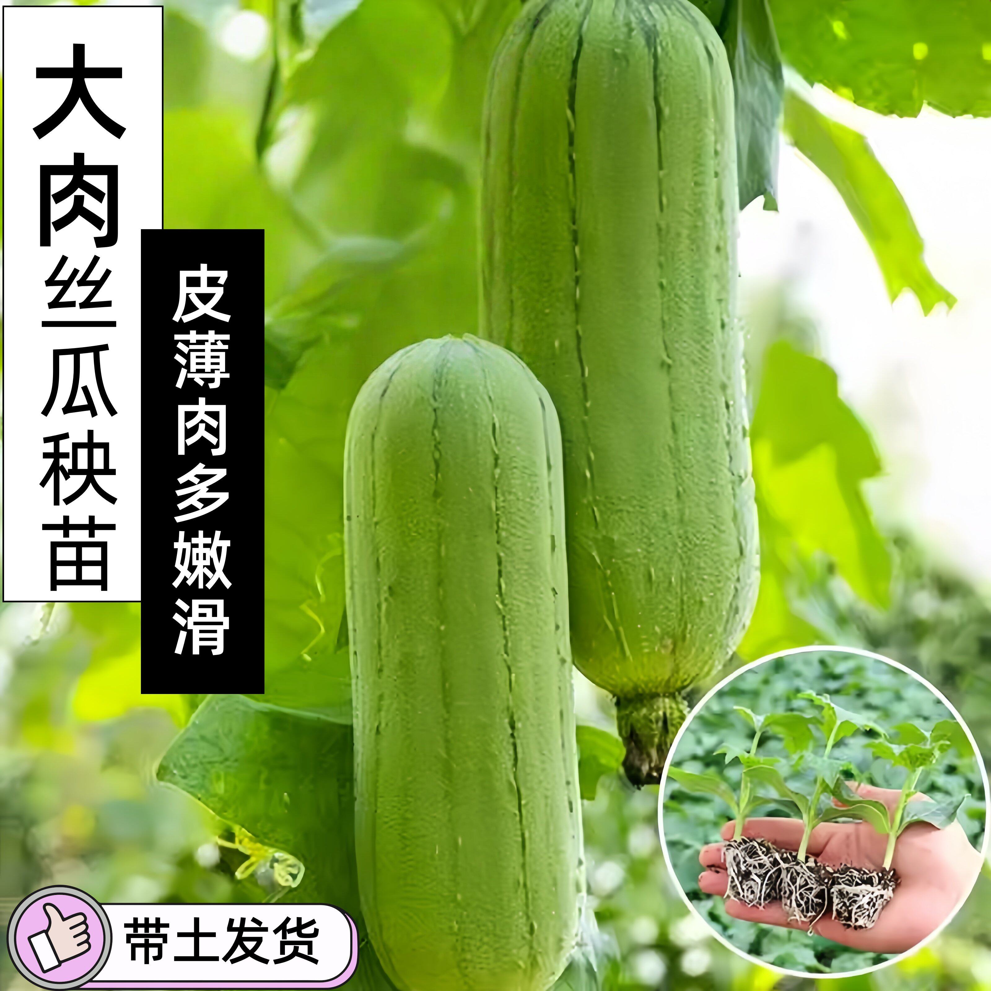大肉丝瓜苗子秧苗果蔬菜四季苗秧盆栽带土老品种香菱角丝瓜孑早熟