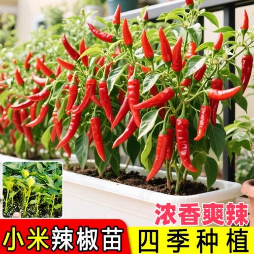 小米辣椒苗秧苗四季樟树