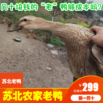 苏北盐城正宗农家纯散养老鸭天然河水散养土鸭农户家养三年老母鸭
