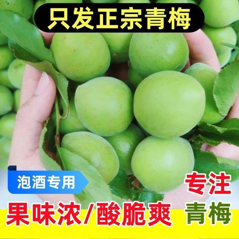 现货大果青梅新鲜青梅果泡酒胭脂梅现摘高山现摘现发青梅水果