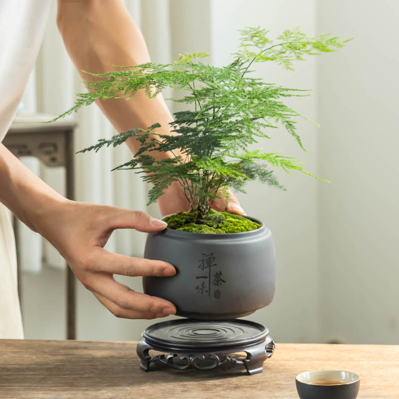 中式禅意盆景小叶紫檀文竹专用紫砂花盆陶瓷客厅阳台桌面摆件盆栽