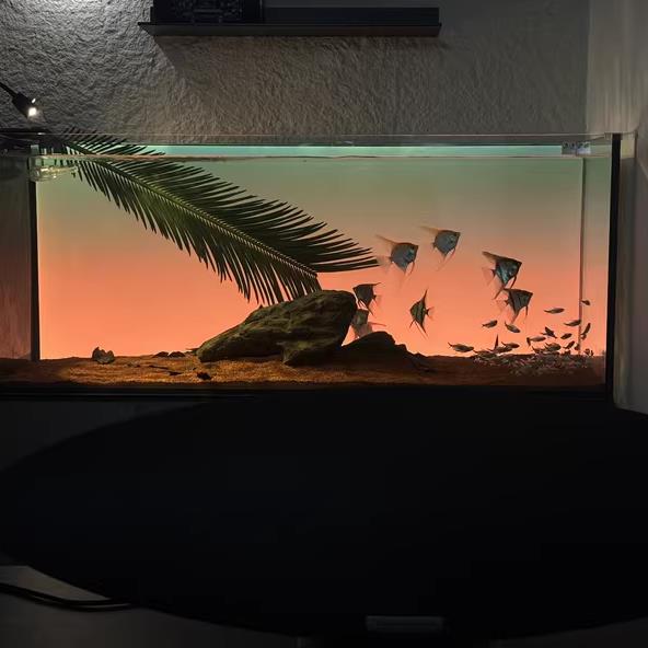 关灯蓝白鱼缸背景灯板rgb