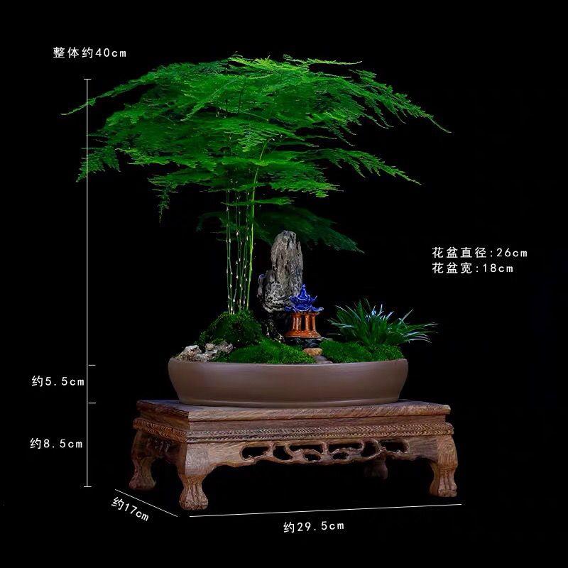 精品文竹盆栽室内花卉山