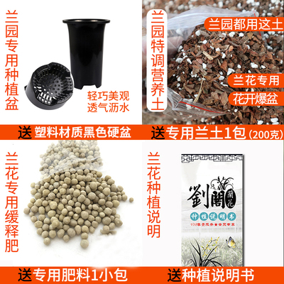 兰花苗建兰四季兰 千禧富贵 夏带花苞好养有香味的花卉盆栽送花盆