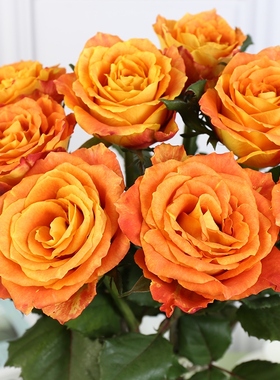 活泼的橙色系欢乐颂玫瑰花鲜花云南直发奥斯汀花型玫瑰水养鲜切花