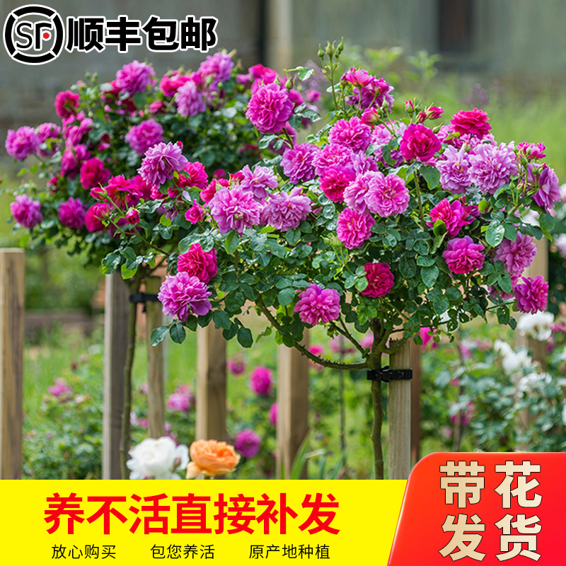 树状月季花苗四季特大浓香阳台花卉盆栽植物嫁接树桩欧月高杆玫瑰