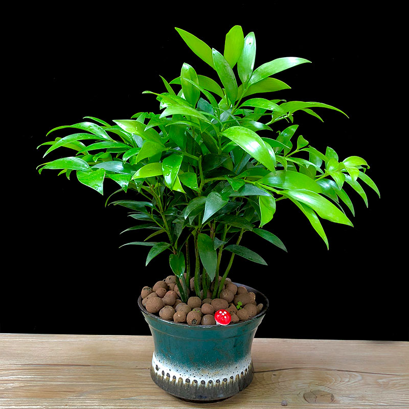 摆件竹柏盆栽树苗室内植物平安竹净化空气吸甲醛驱蚊虫花草四季青