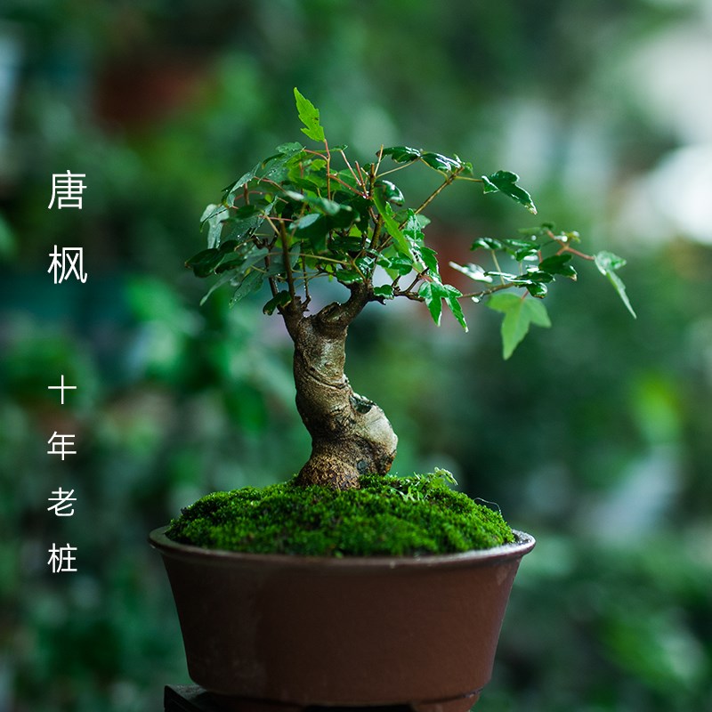 唐枫三角枫矮霸盆景老桩办公桌盆栽枫树耐晒植物阳台红枫绿植好养