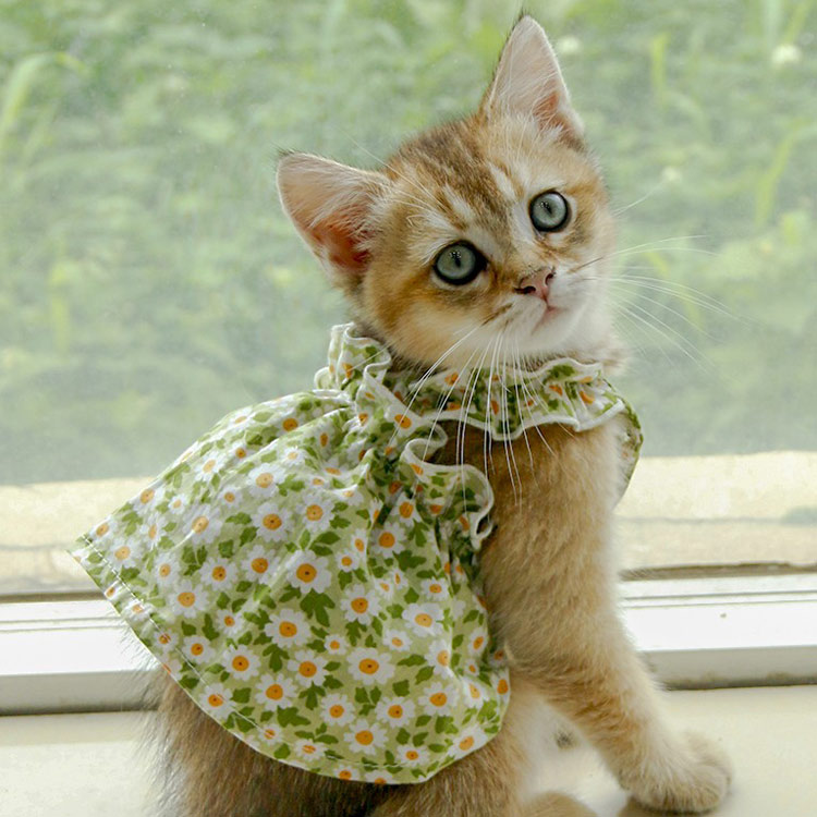 猫咪衣服夏季薄款幼猫可爱小裙子公主风小型犬泰V迪宠物狗狗衣服