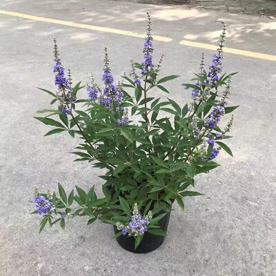 紫色穗花牡荆盆栽植n物树苗薰衣草树苗耐寒耐热庭院阳台树状鼠尾