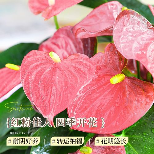 特级粉掌植物花卉室内绿s植办公室桌面盆栽鸿运当头四季开花好养