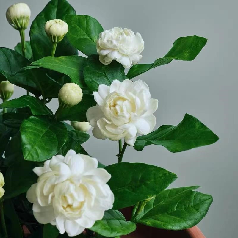 正宗虎头茉莉花盆栽重瓣大花x独杆圆叶老桩花卉绿植室内阳台植物